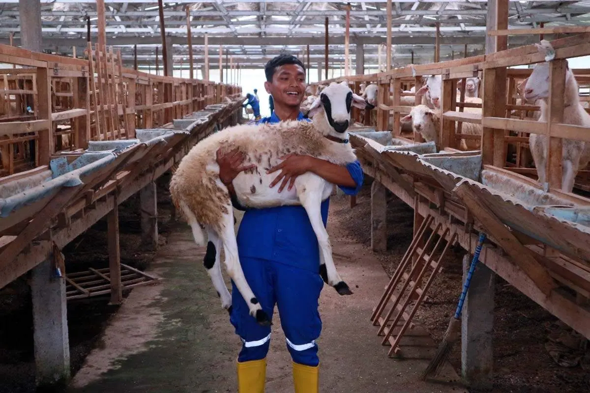 Kurban Satu Kambing Sekeluarga Melalui Program THK Dompet Dhuafa