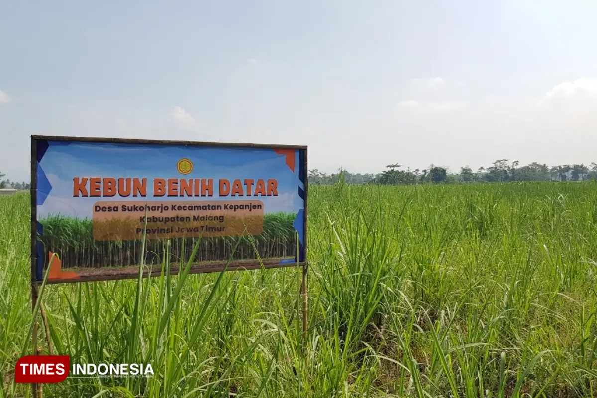 Tanam Raya Tebu Bongkar Ratoon 2026 di Kabupaten Malang Dimulai September