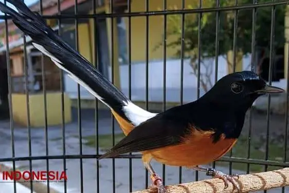 Kenari dan Murai Batu Jadi Burung Kicau Paling Diminati di Kabupaten Malang
