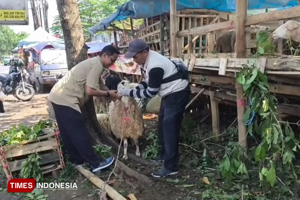 Jelang Idul Adha 2026, Pemkab Jember Perketat Pemeriksaan Hewan Kurban