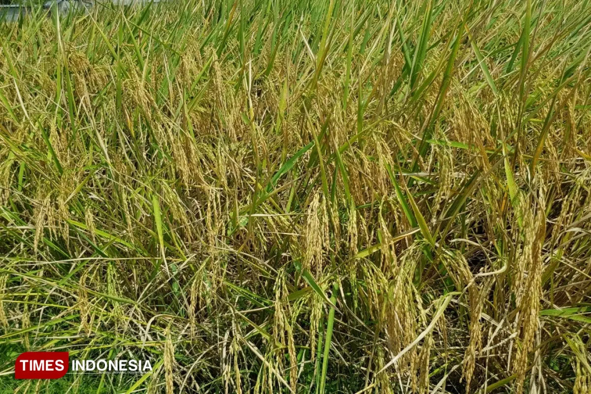 Pemkab Malang Segera Urus Izin Edar Varietas Lokal Berdaya Hasil Tinggi Padi Sukma