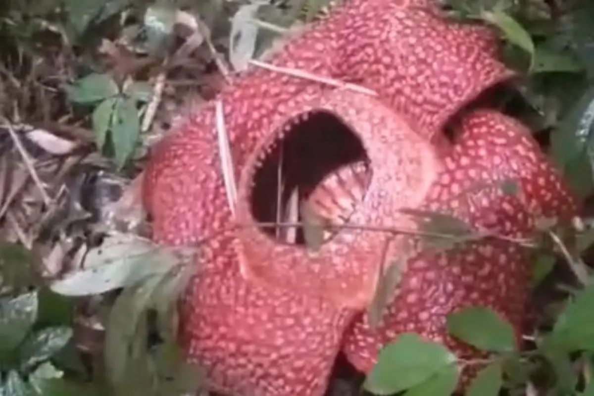 Rafflesia Arnoldii Mekar Sempurna di Rejang Lebong, Muncul Lagi Setelah Lama Tak Terlihat
