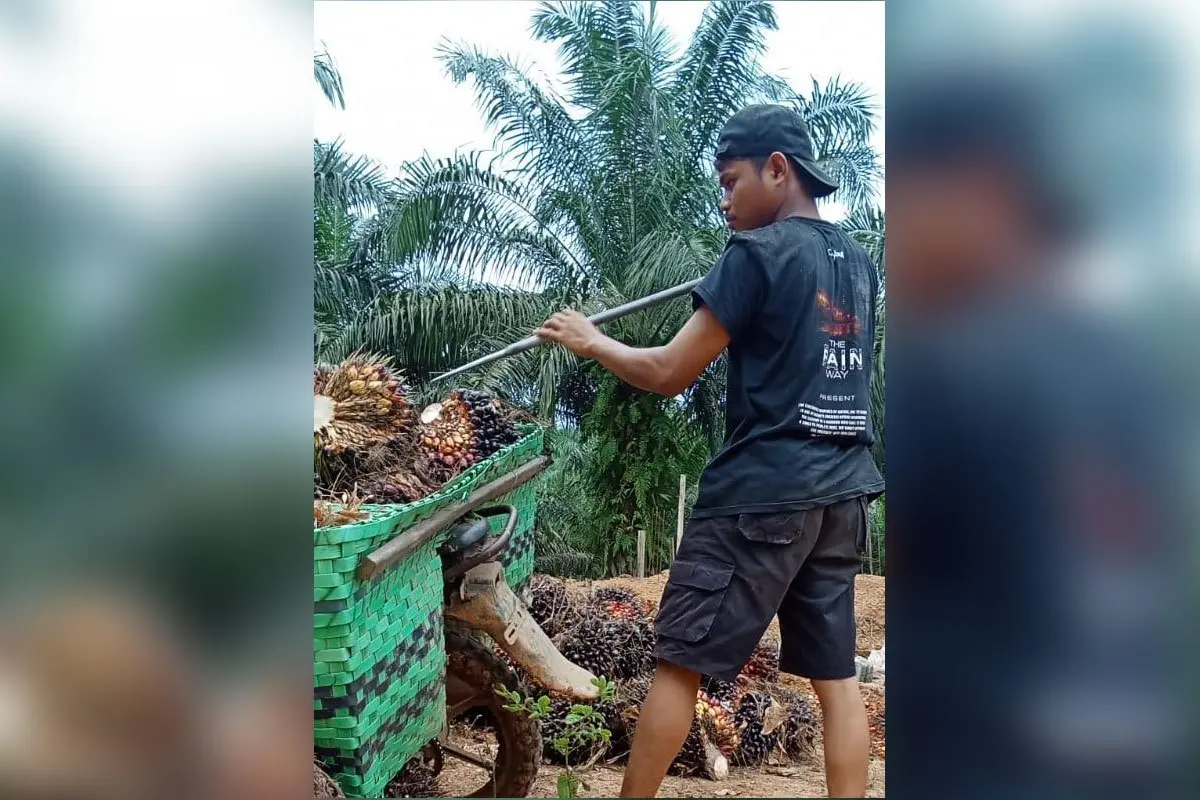 SPI Desak Pemerintah Dorong Reforma Agraria dan Perluas Kebun Sawit Rakyat