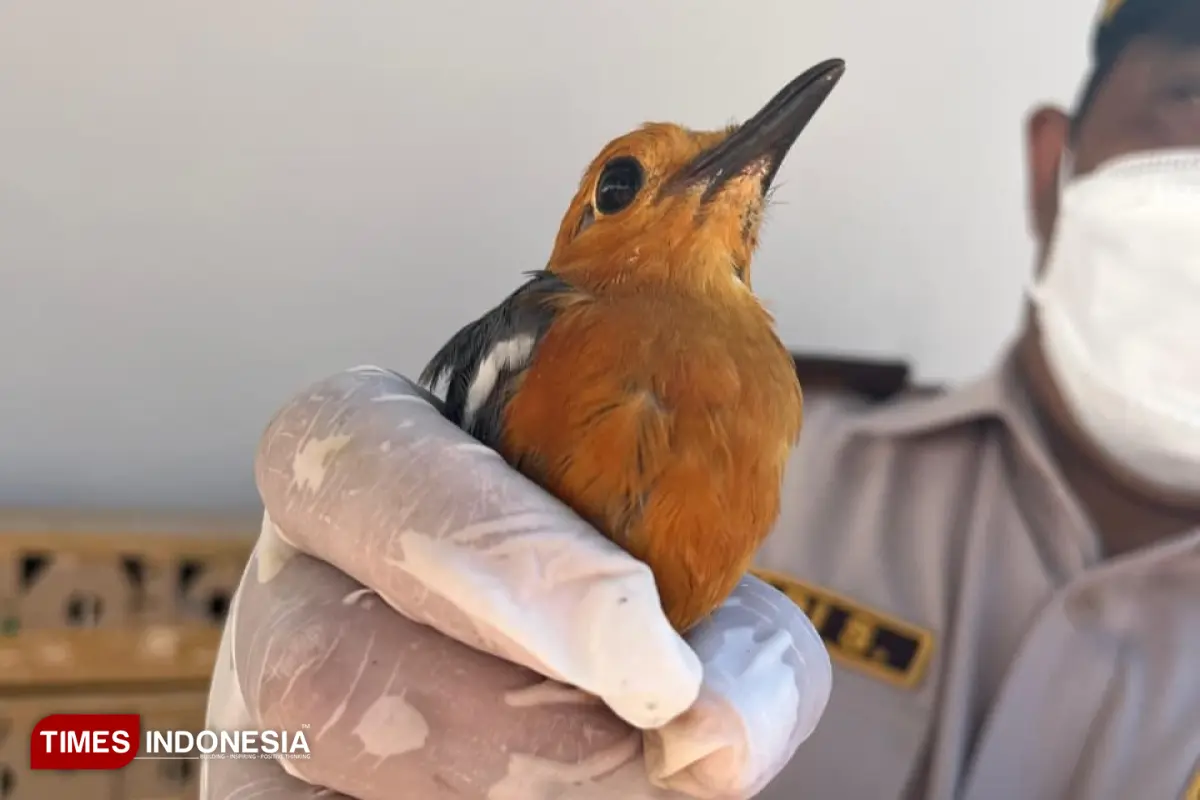 burung liar