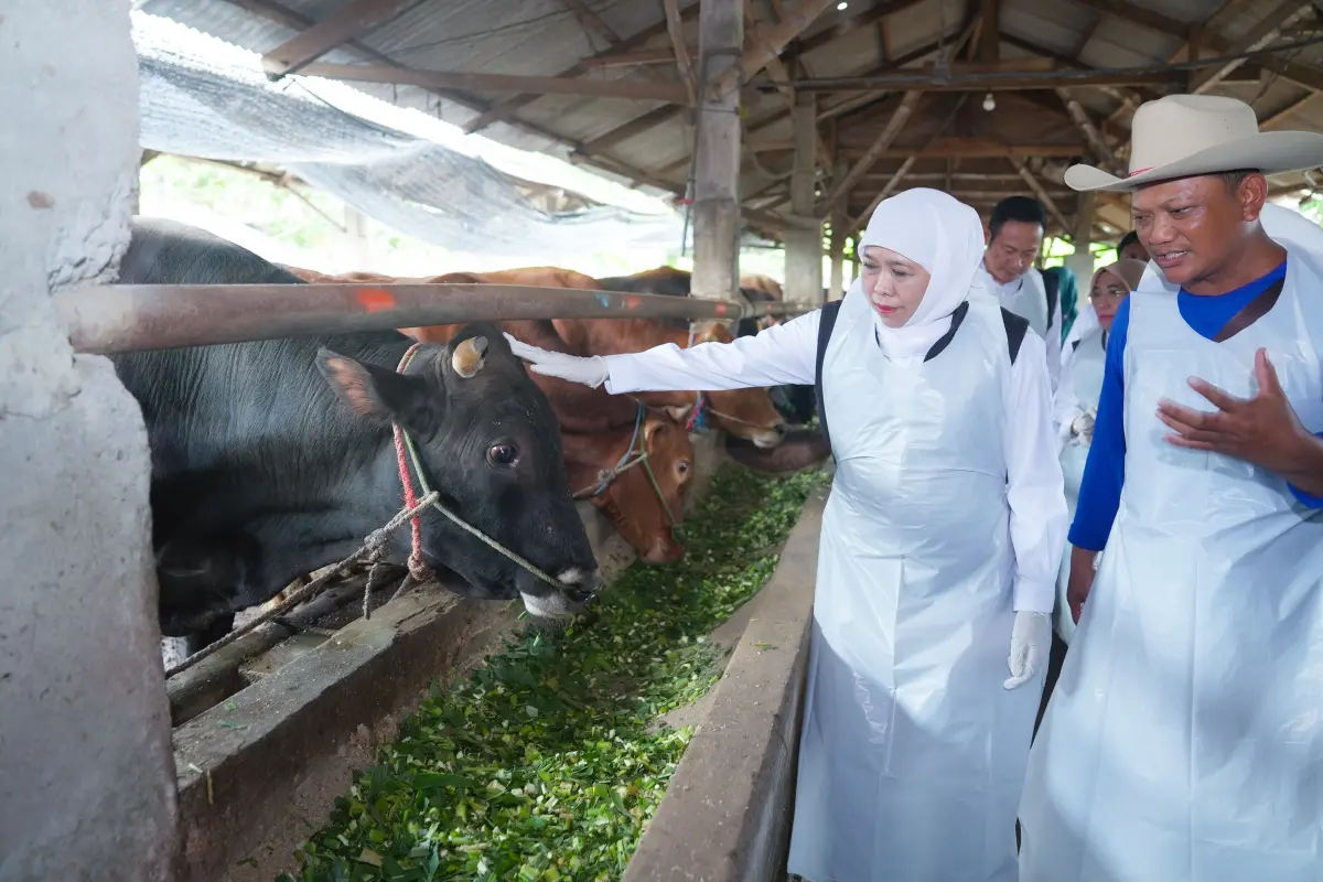 Stok Hewan Kurban di Jatim Berlebih, Capai 2 Juta Ekor