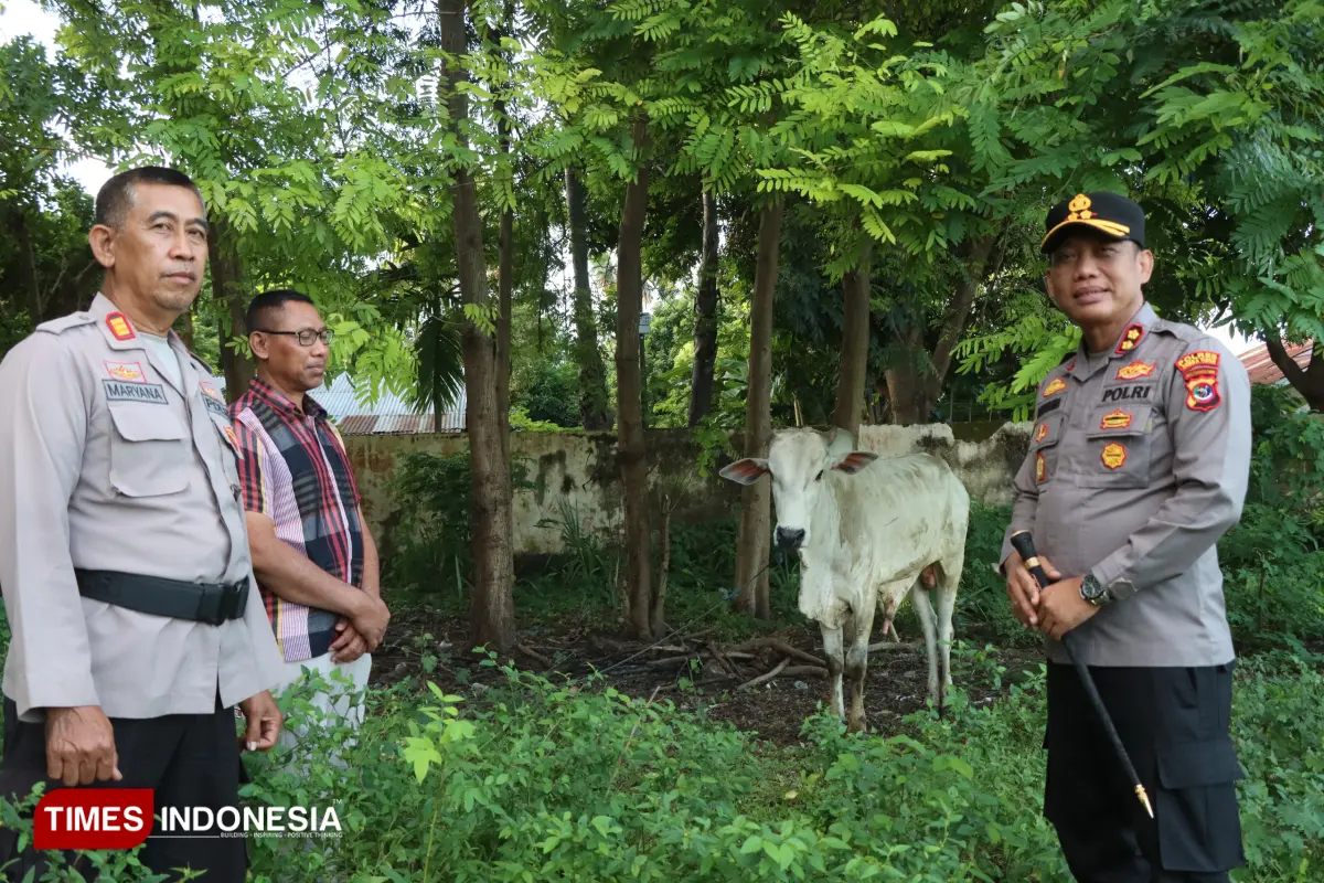 Kapolres Sumba Timur Serahkan 1 Ekor Sapi Untuk Masjid Nurul Ikhlas