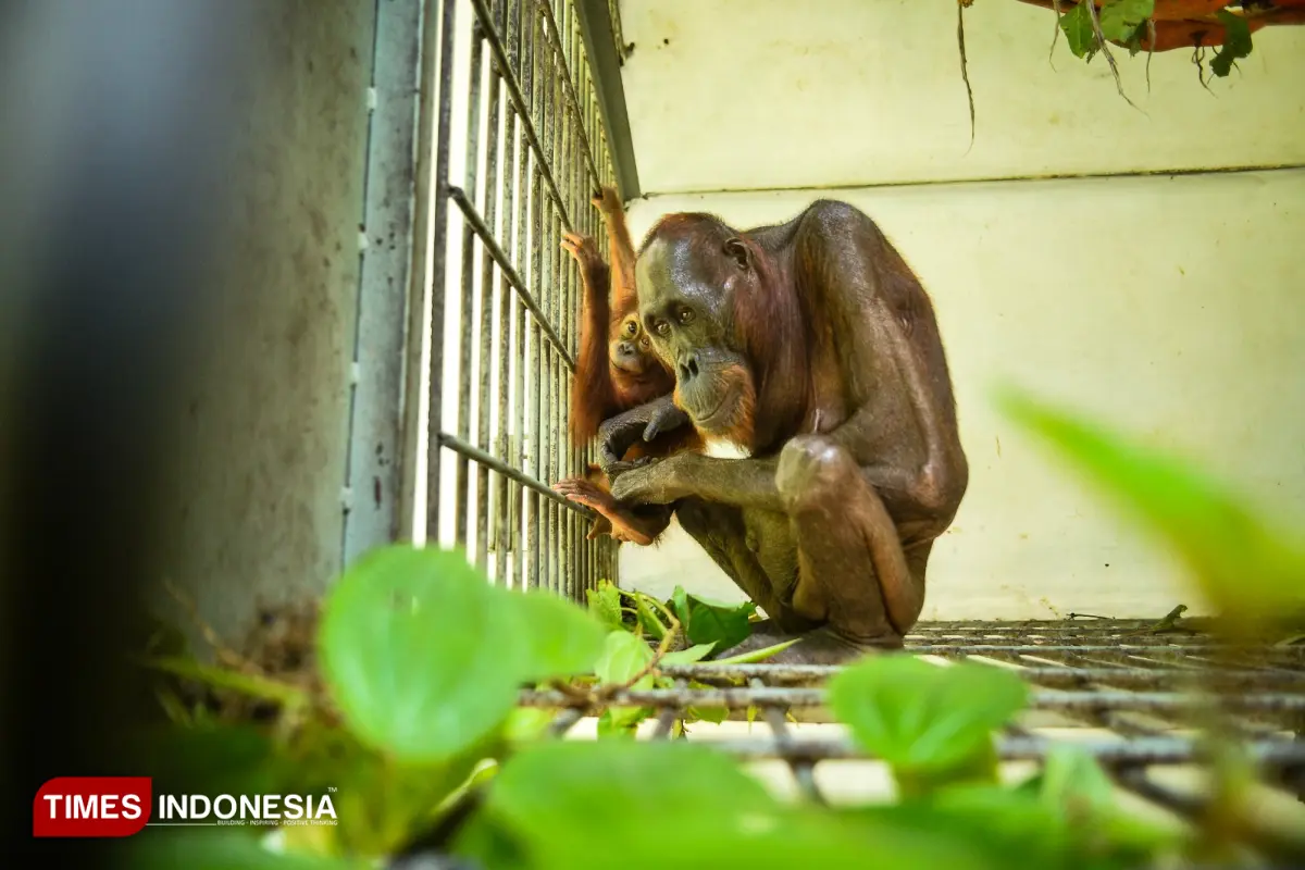 Kisah Mauliyan dan Ariandi, Induk dan Anak Orangutan Berjuang di Tengah Kepungan Tambang