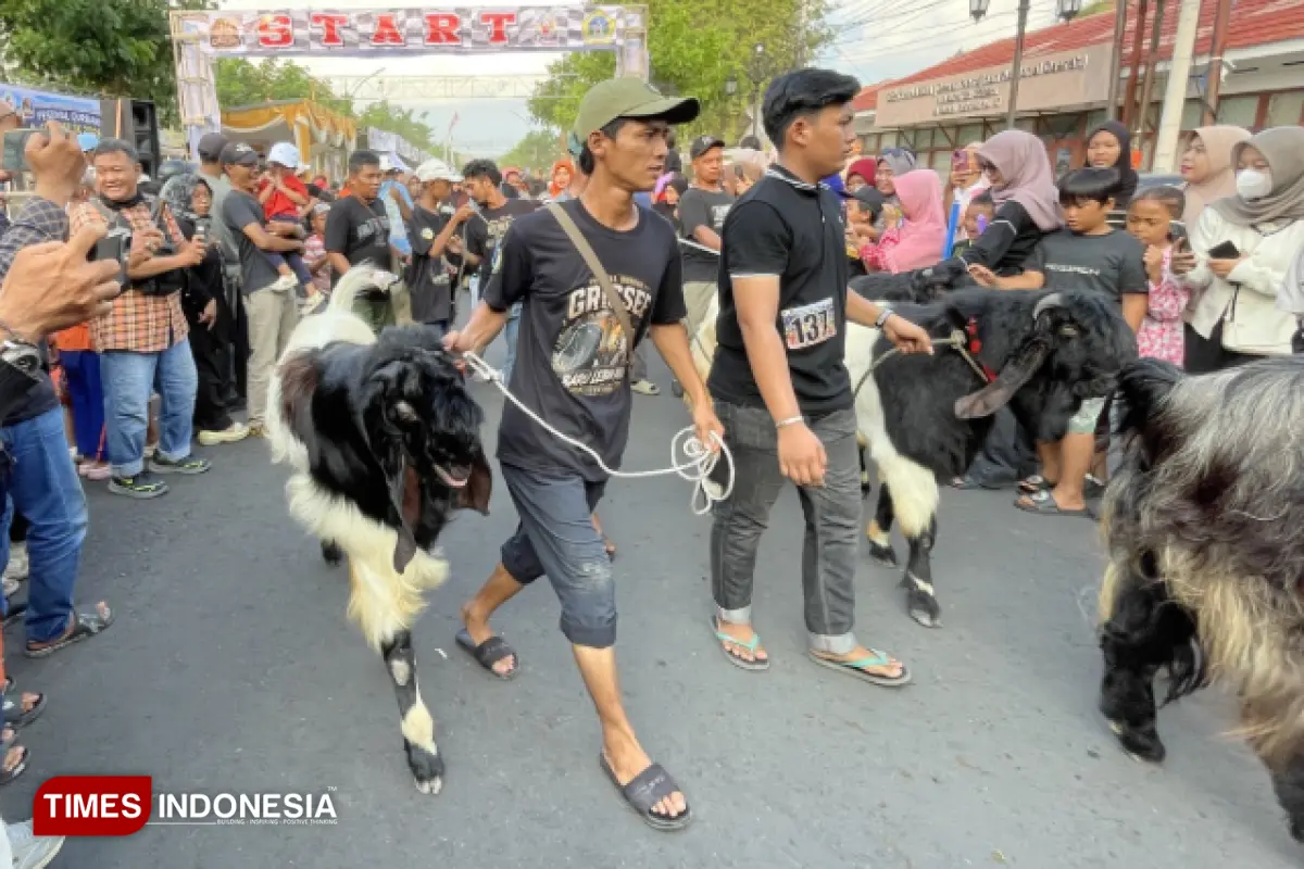 Jelang Idul Adha, Ratusan Kambing Ikuti Ajang Kurban Runner 1K di Gresik