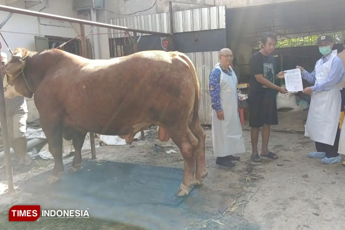 Warga Bondowoso Mengaku Senang Sapinya Dibeli Presiden Prabowo untuk Kurban