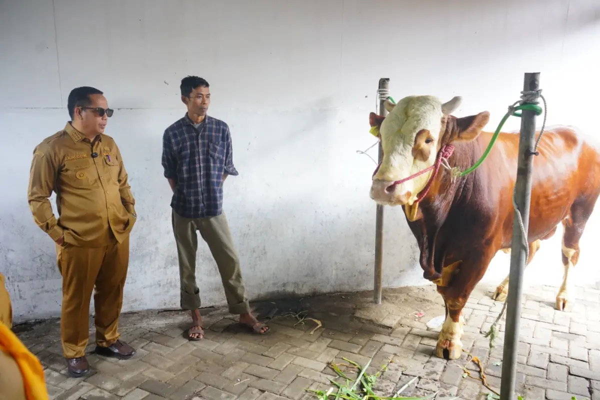 "Bagong" Lolos Seleksi Sapi Kurban Presiden di Kota Probolinggo, Bobot Capai 915 Kg