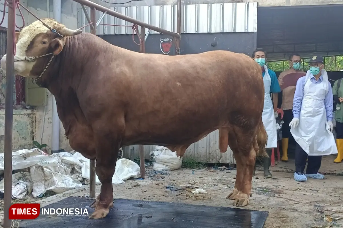 Sapi Warga Bondowoso Seberat 1 Ton Dibeli Presiden Prabowo untuk Kurban