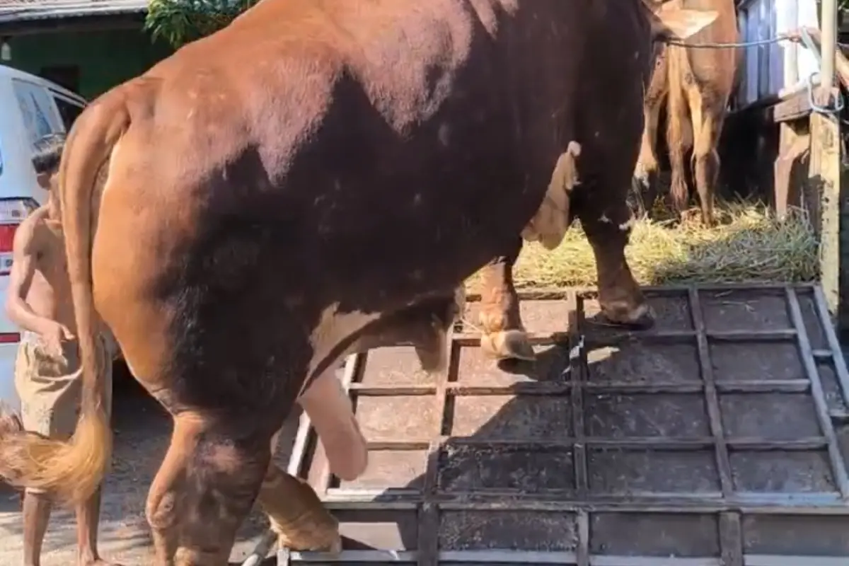Anggota DPR RI Ini Beli 50 Hewan Kurban dari Peternak Lokal, Satu Sapi Bobot 1 Ton