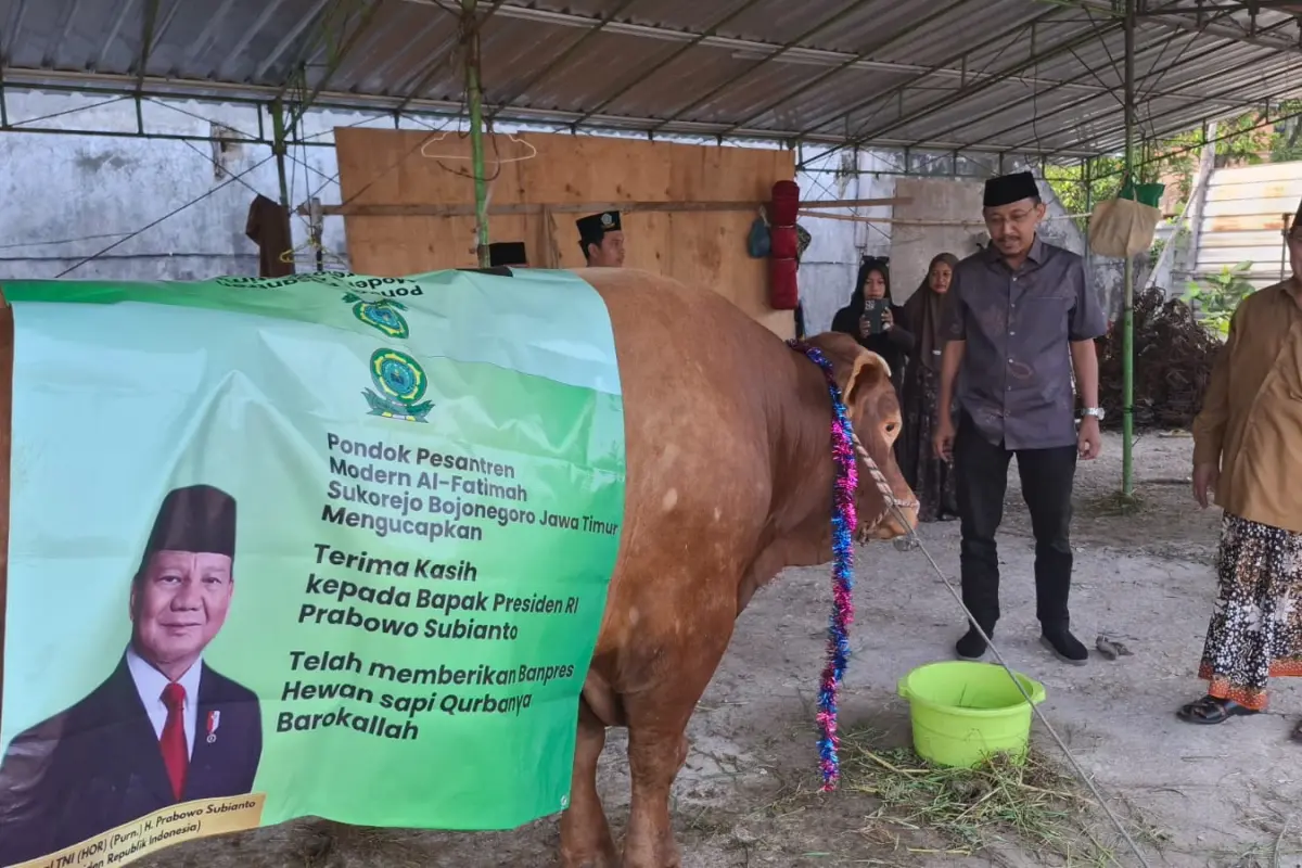 Sapi Kurban Mas Bambang, Banpres Prabowo 1,2 Ton Tiba di Bojonegoro