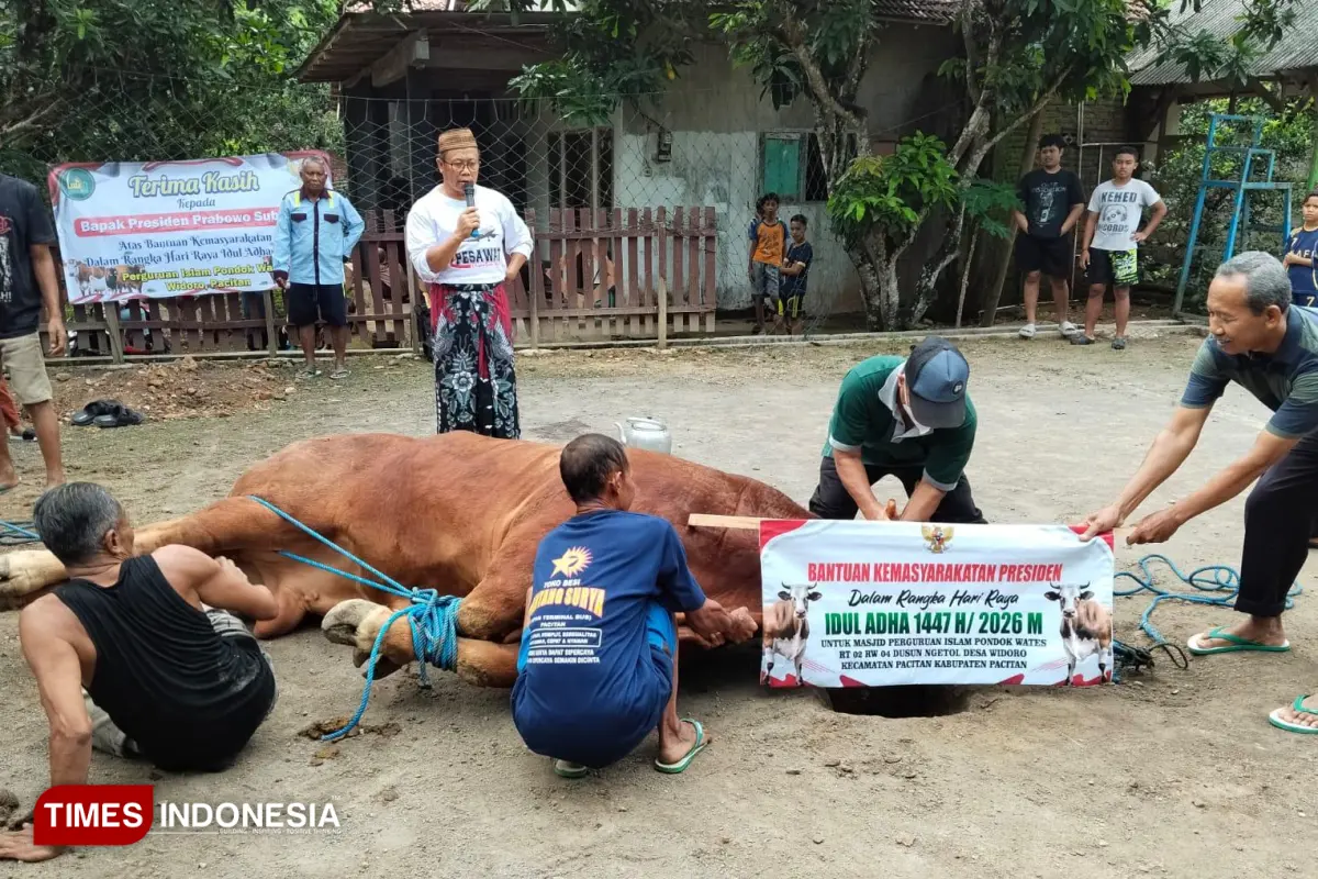 Sapi Kurban Seberat 1,9 Ton Bantuan Presiden Prabowo di Pacitan Dibeli dari APBN