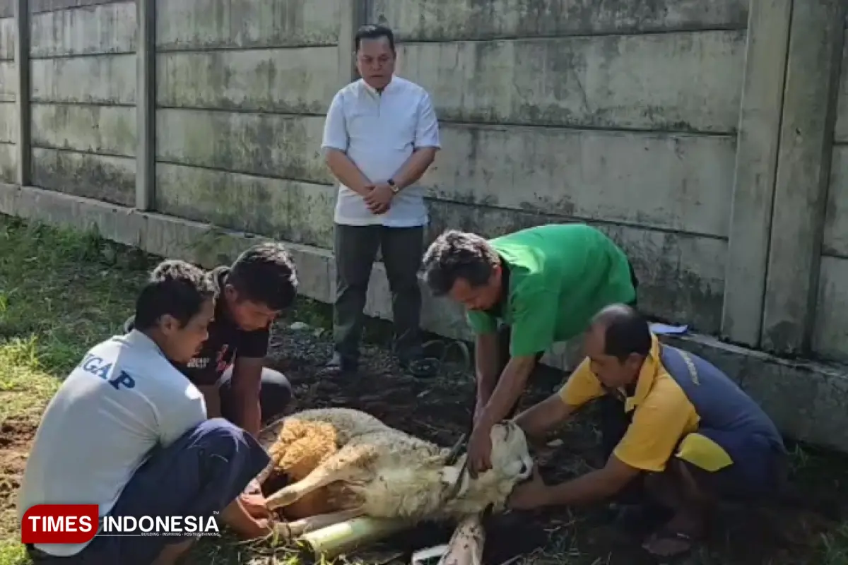 Maknai Idul Adha 1447 H, Kejari Majalengka Kurban 1 Sapi dan 2 Kambing