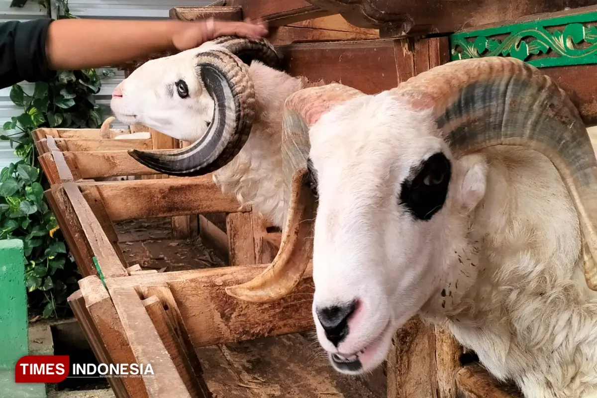 Menakar Daya Beli di Pasar Kurban Tasikmalaya 202: Pasokan Melimpah, Domba Ekonomis Laris