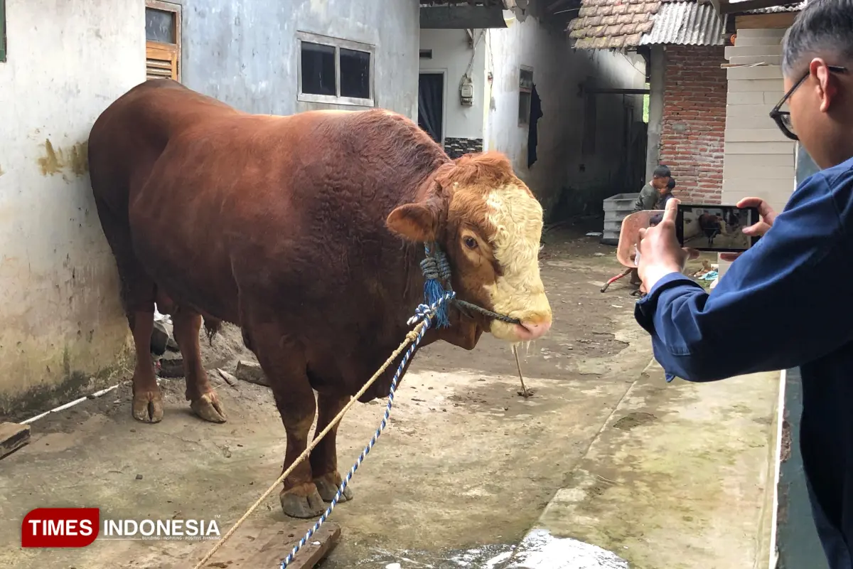 Antusias Warga Melihat Sapi Kurban Presiden yang Disembelih di Kota Batu