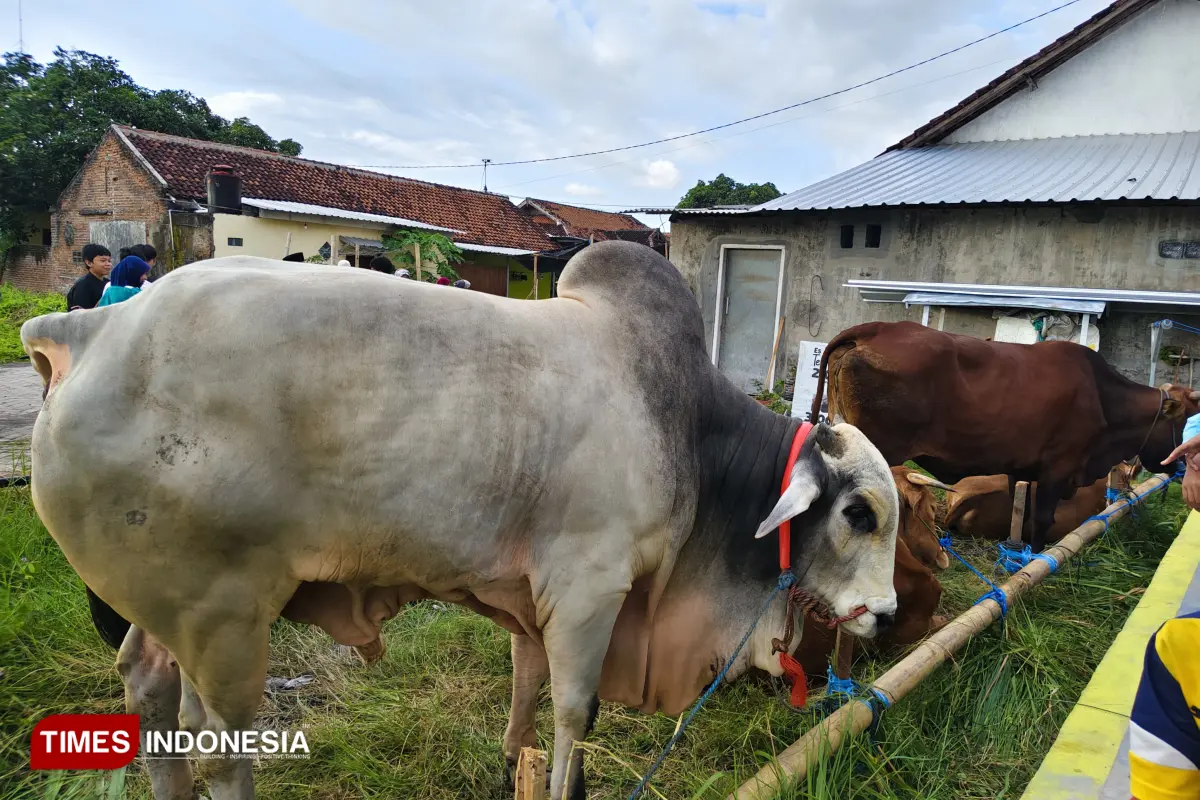 Idul Adha 1447 H, LDII Banyuwangi Salurkan 520 Hewan Kurban