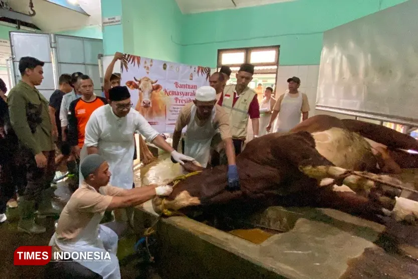 Sapi Kurban Presiden Prabowo Dipotong di Giwangan Yogya, Wali Kota Hasto: Daging untuk Warga