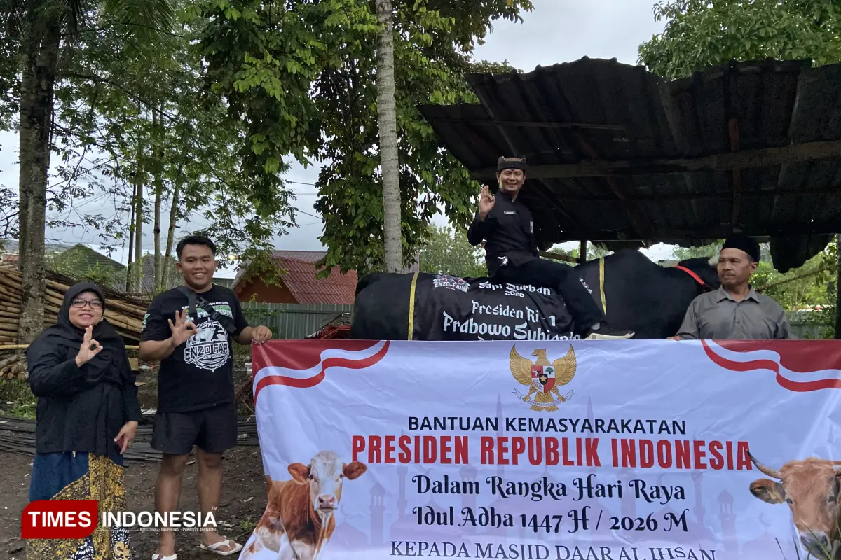 Bilal, Sapi Kurban Prabowo Berbobot 1,150 Ton dari Enzo Farm Banyuwangi