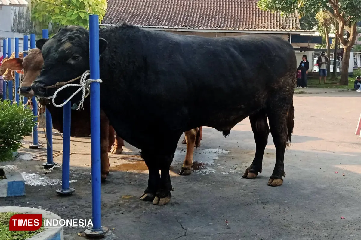 Blackjack, Sapi Kurban Presiden Prabowo Seberat 1 Ton Lebih dari Peternakan Malang