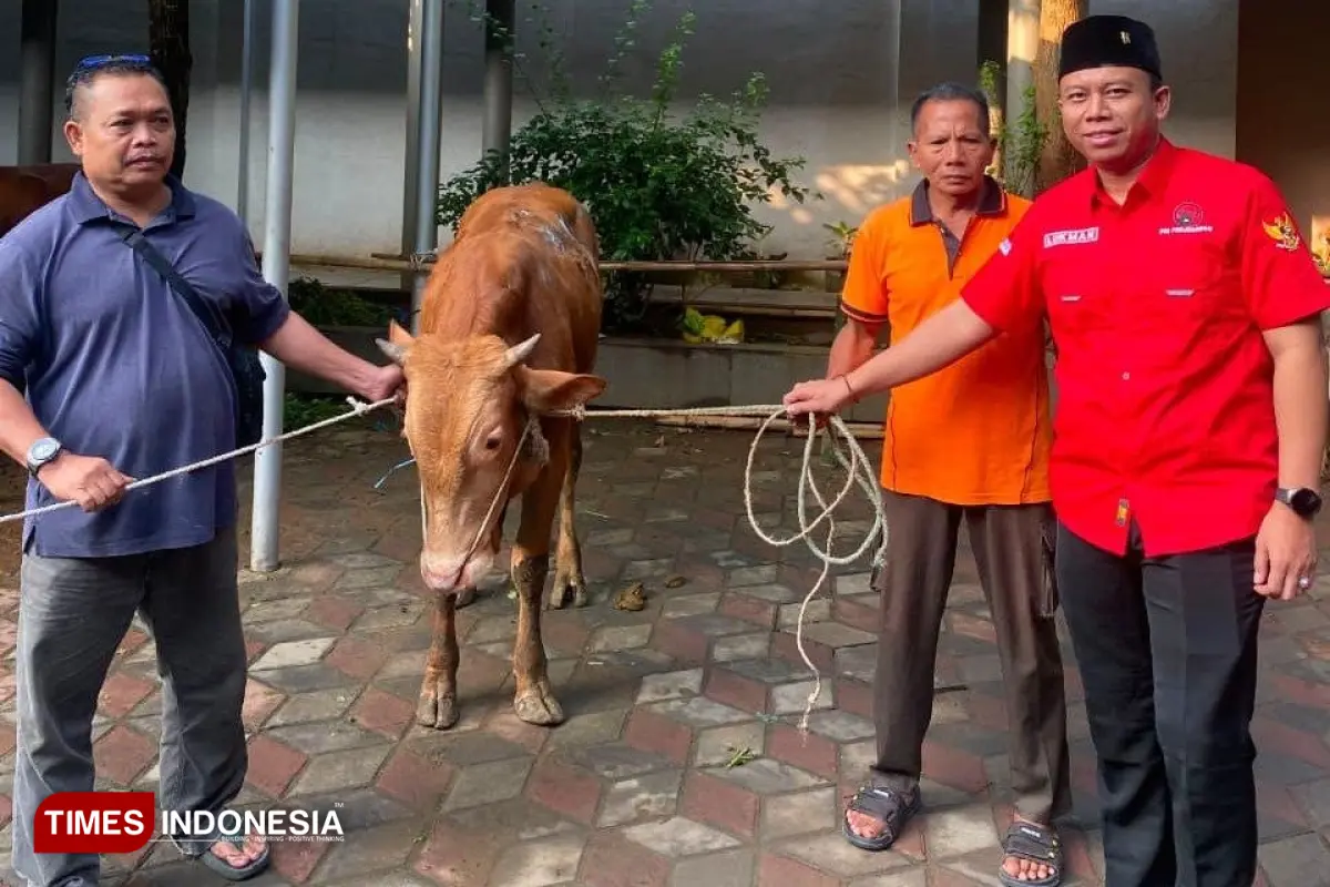 PDIP Jatim Kurban 485 Sapi, Ponpes Al Amin Mojokerto Terima 1 Ekor Sapi