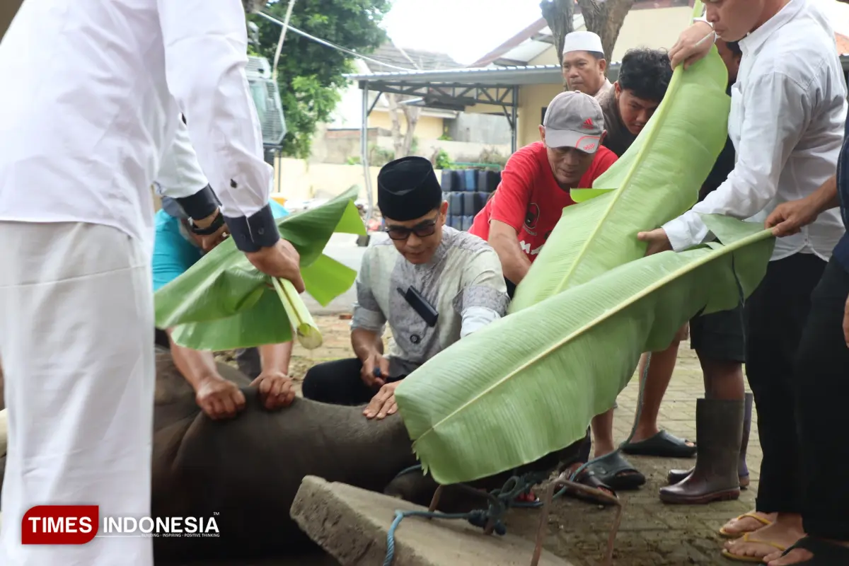 Ketika Kapolresta Banyuwangi Sembelih Sapi Kurban untuk Dibagikan Kepada Masyarakat