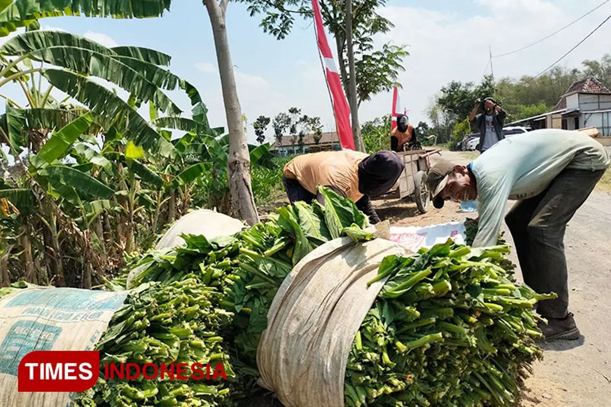 Petani tembakau - 1