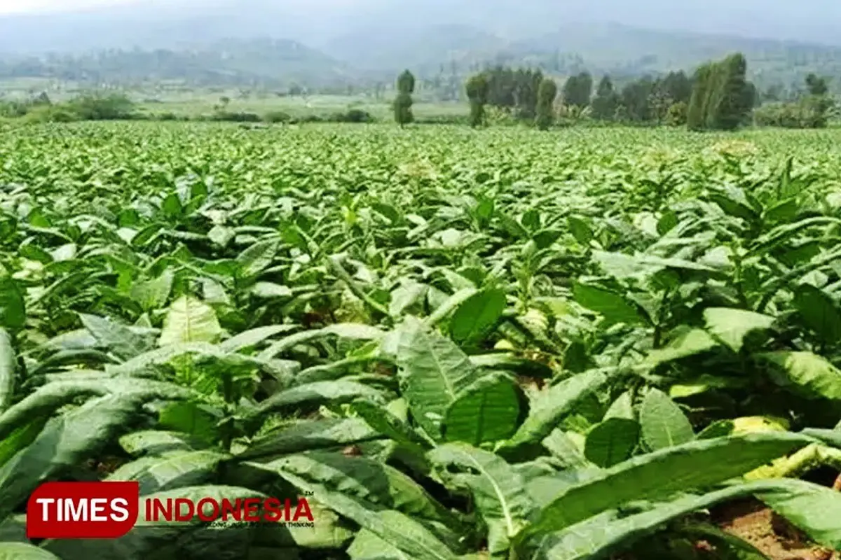 Petani Tembakau dan Cengkeh Tolak Kemasan Rokok Polos