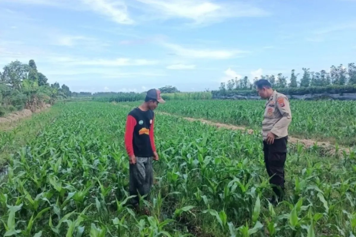 Sinergi Bhabinkamtibmas dan Petani Jagung Perkuat Ketahanan Pangan di Banyuwangi