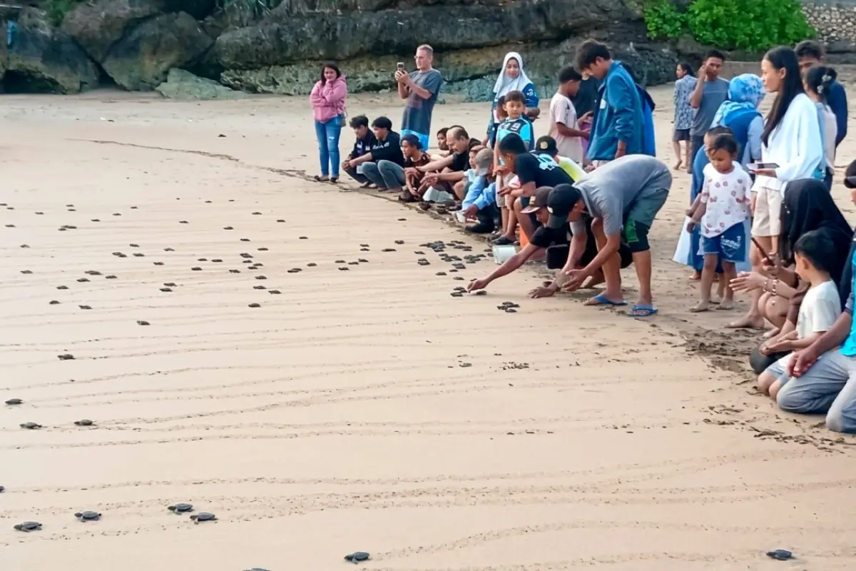 Sampah Plastik Ancam Kelestarian Penyu, BSTC Bajulmati Perkuat Edukasi Konservasi di Malang Selatan