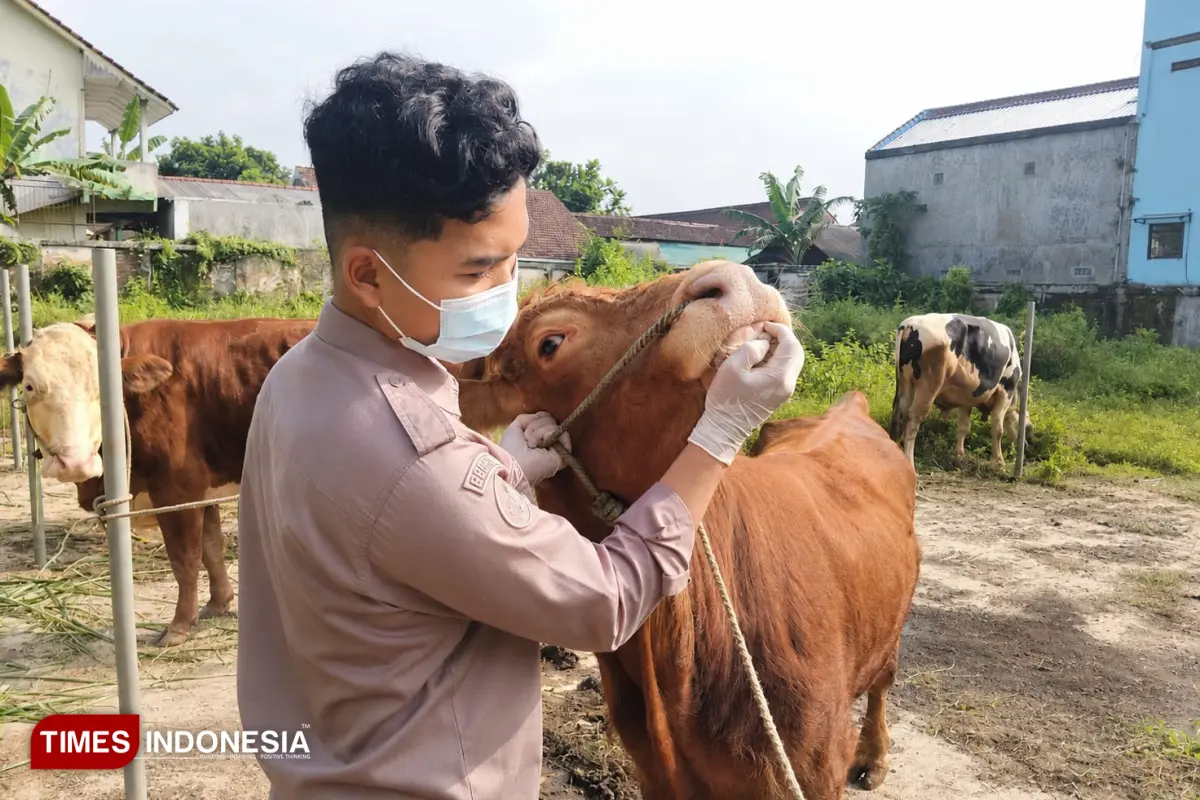 Pastikan Aman Dikonsumsi, Polbangtan Malang Periksa Hewan dan Daging Kurban