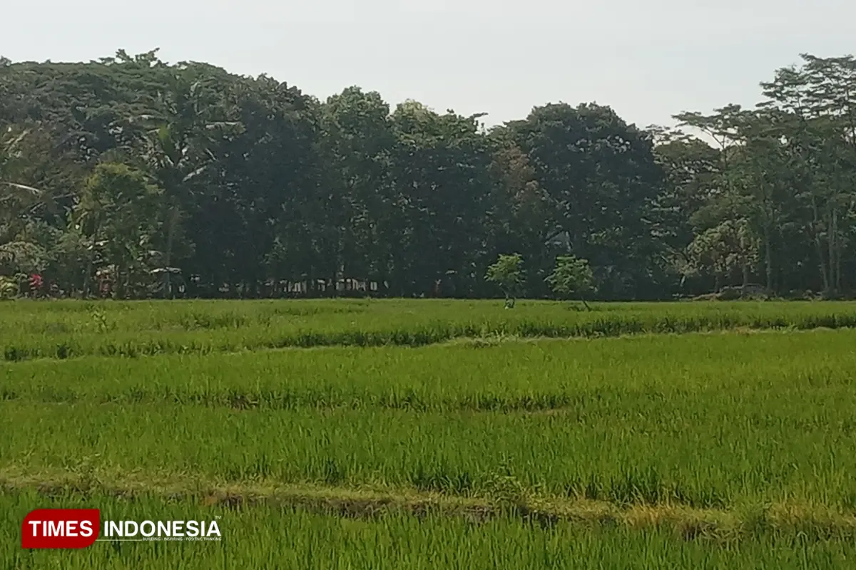 Lokasi Alun-Alun Kepanjen Dipersoalkan, Sawah Produktif Jadi Sorotan