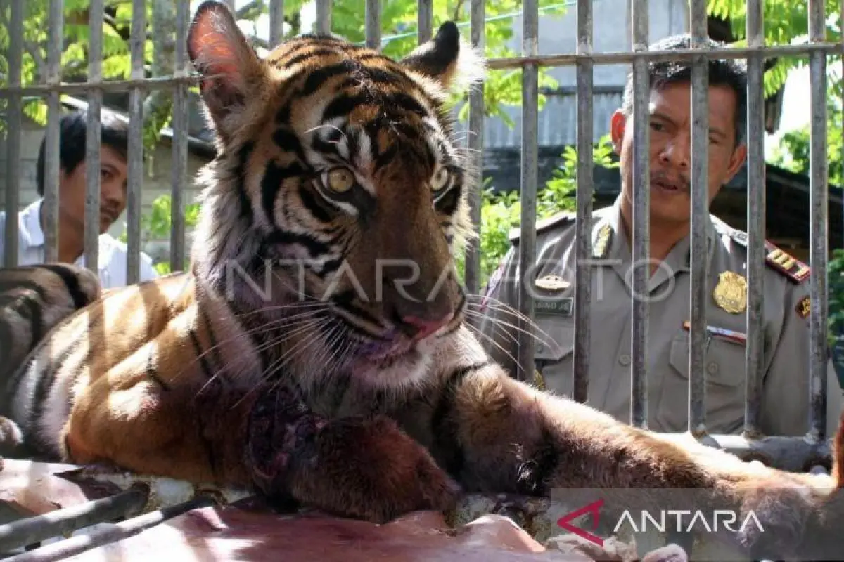 Harimau Sumatra Makin Dekat ke Permukiman, BKSDA Aceh Turun Tangan di Gayo Lues