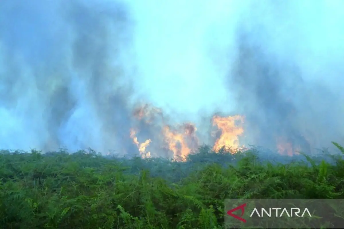 Kebakaran Lahan Gambut di Aceh Barat Meluas hingga 29,1 Hektare, Kabut Asap Mulai Ganggu Warga