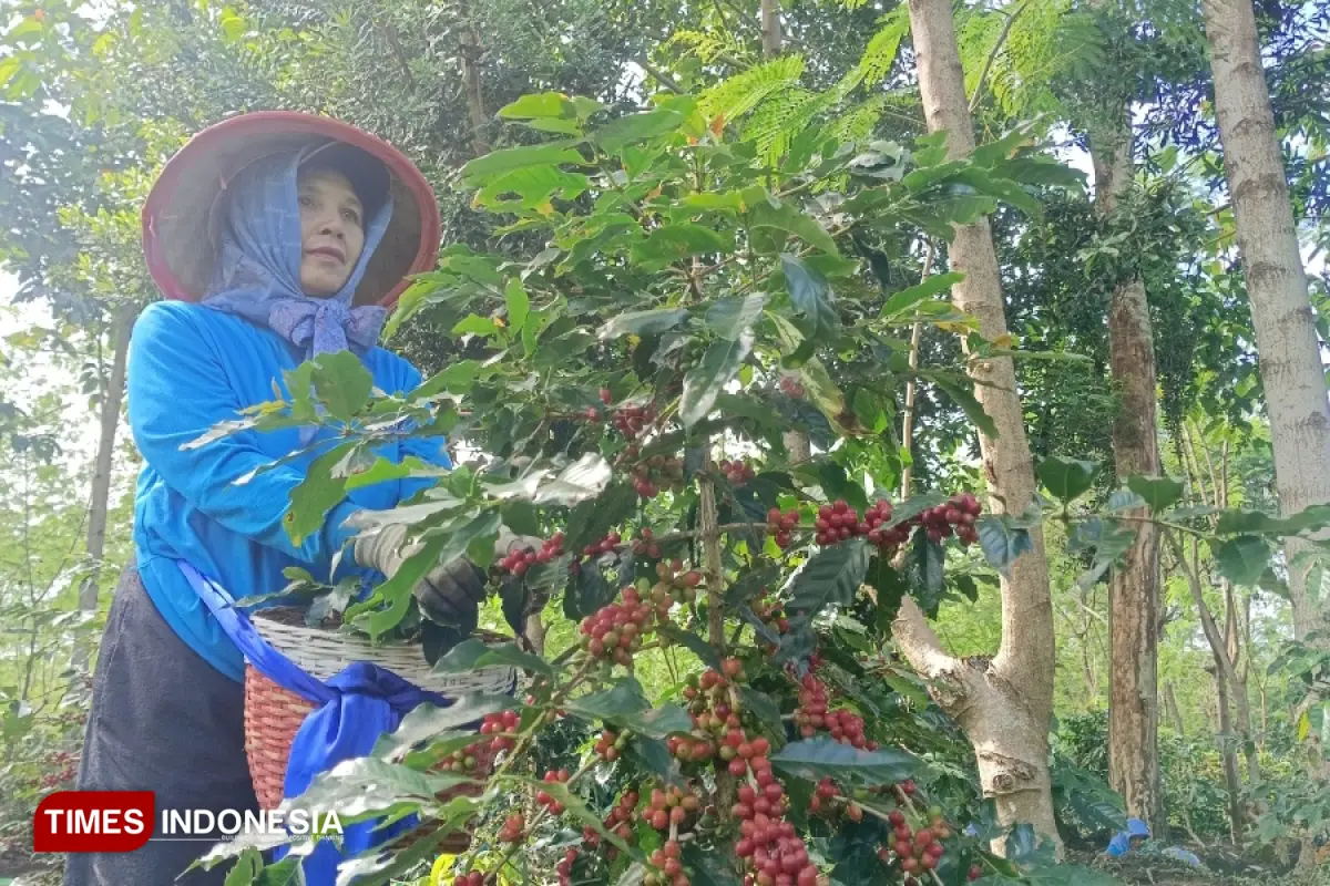 Petani Kopi Bondowoso Minta BRK Reborn Tak Berhenti pada Slogan