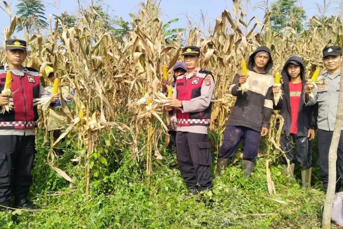 Potret Sinergi Petani dan Aparat dalam Panen Raya Jagung Hibrida di Cianjur