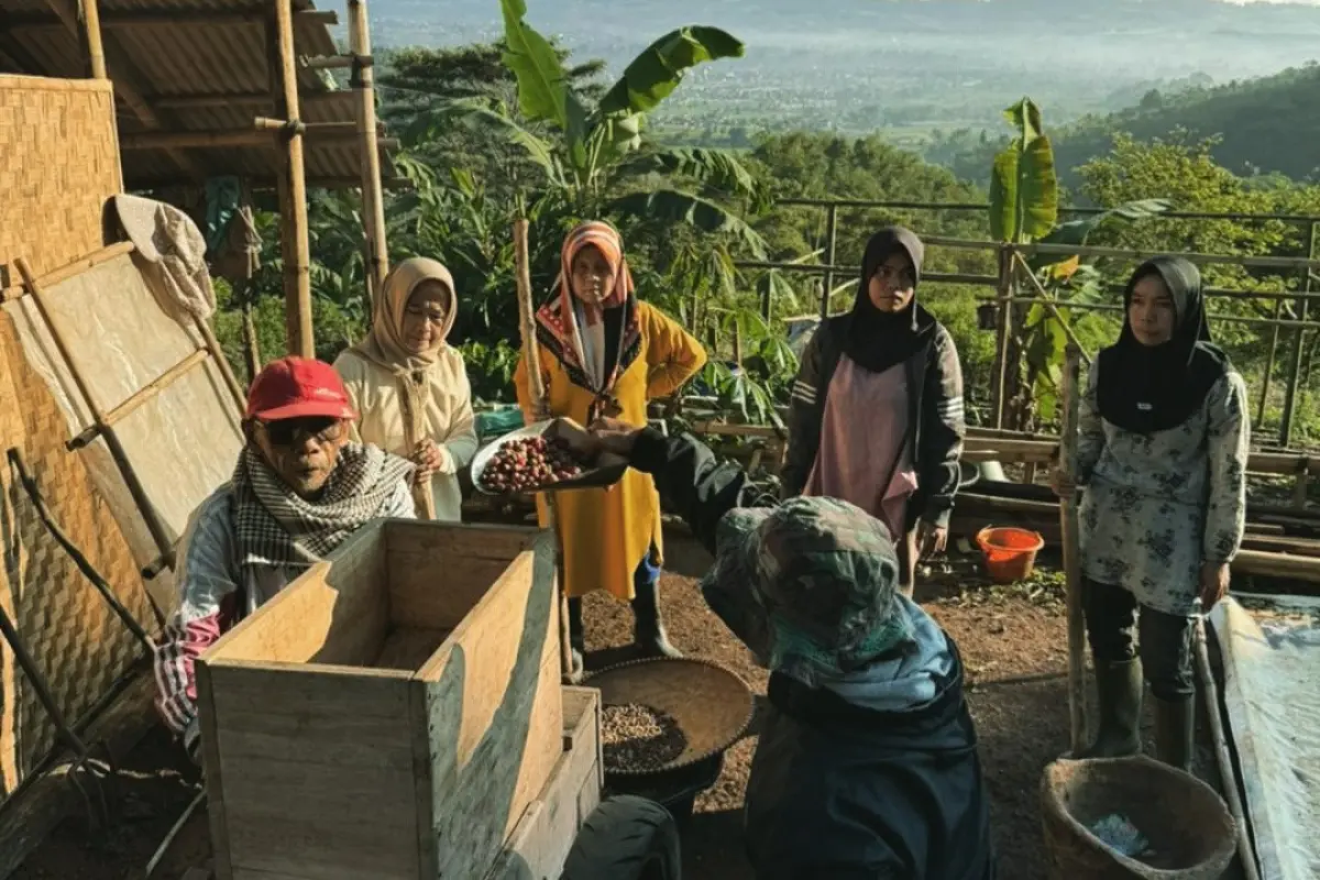 Panen Raya Kopi Cianjur 2026 di Pakuon, Momentum Harmoni Alam dan Budaya