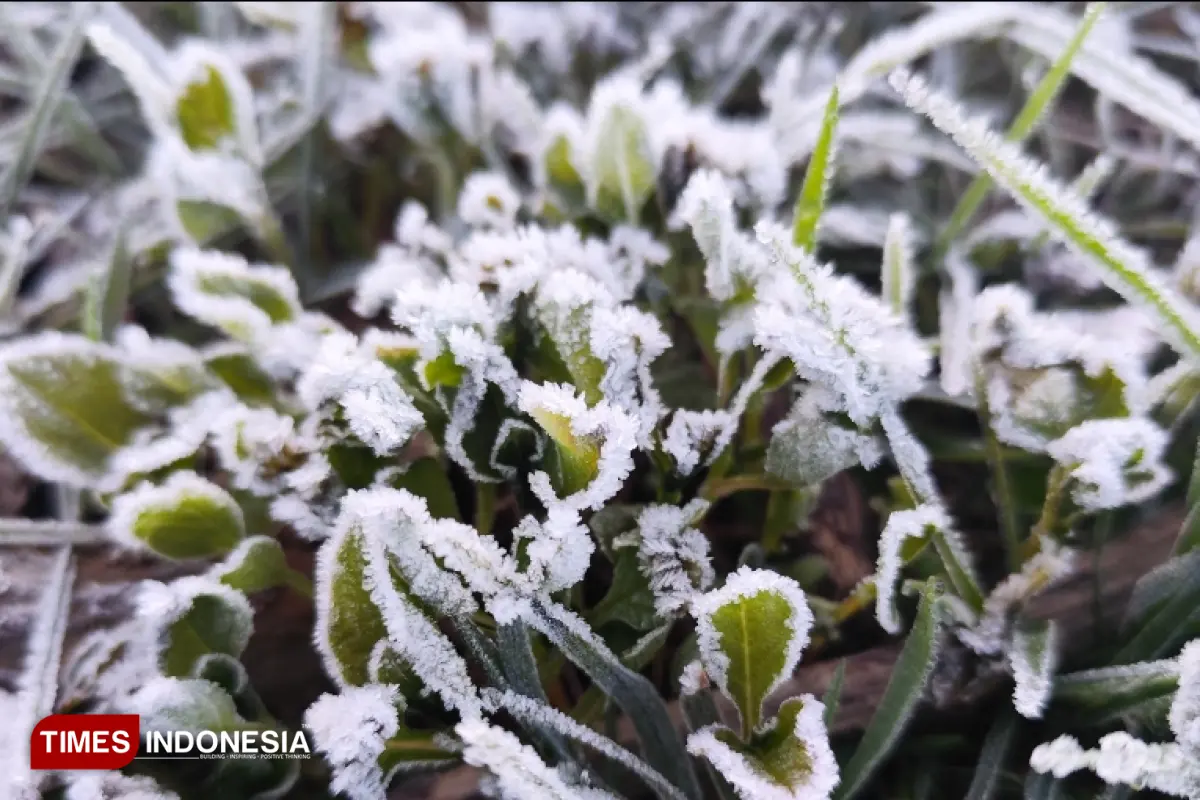 Embun Es atau frost di Dieng Banjarnegara
