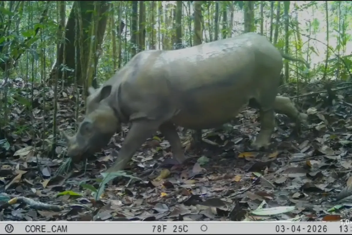 Badak Kalimantan di Ambang Punah: Tersisa Dua Ekor di Tengah Ikhtiar Terakhir Penyelamatan