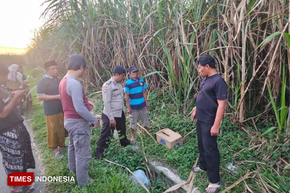 Polisi Selidiki Penemuan Jasad Bayi dalam Kardus di Kebun Tebu Malang