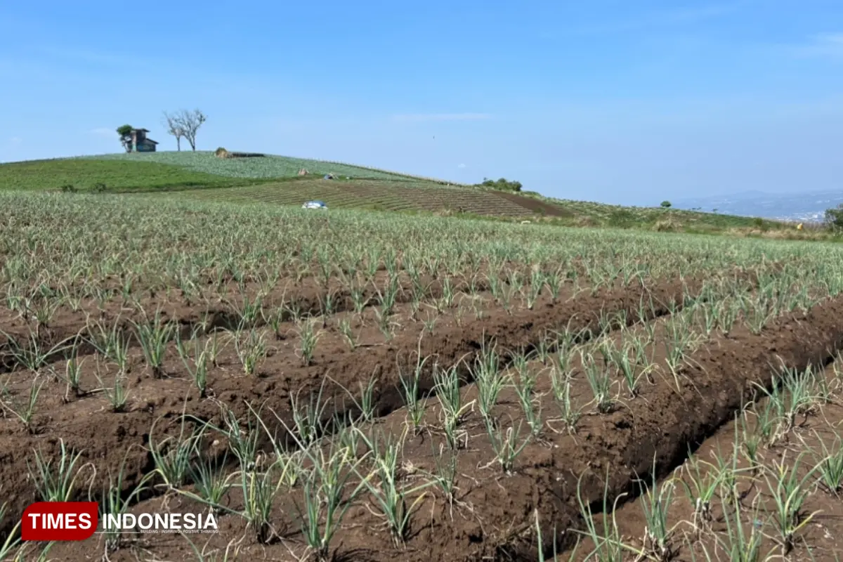 Suhu Dingin Ekstrem Ancam Sayuran dan Bunga Hias Kota Batu