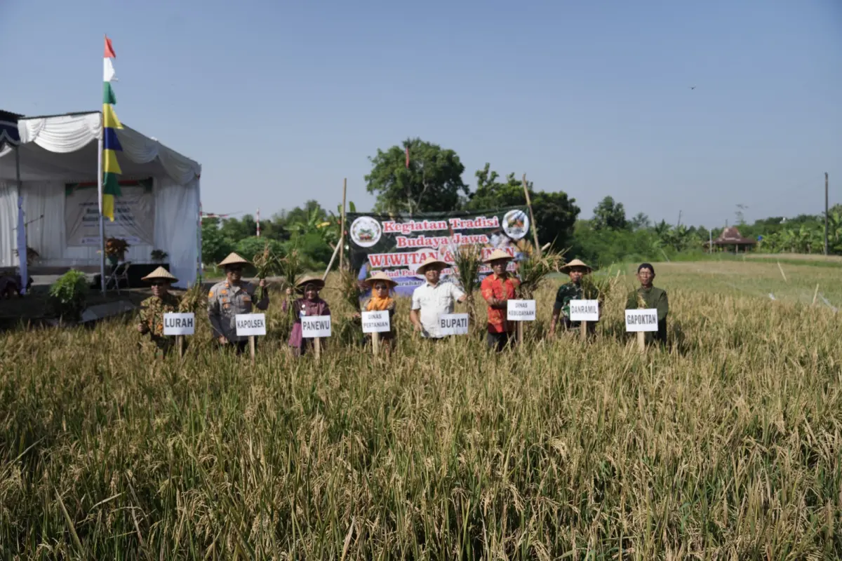 Bupati Sleman Panen Padi di Sinduadi, Dorong Pelestarian Wiwitan dan Regenerasi Petani