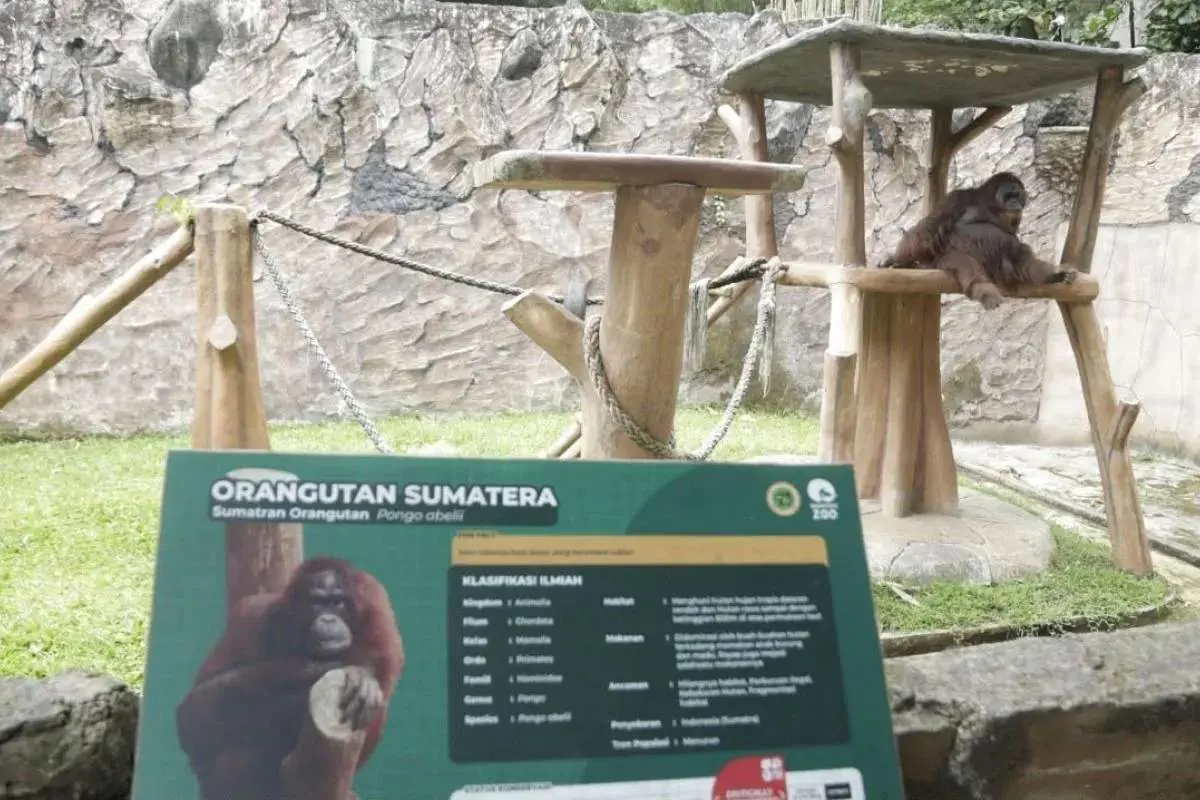 Bandung Zoo Ditargetkan Buka dalam Setahun, Farhan: Dua Izin Ini yang Lama