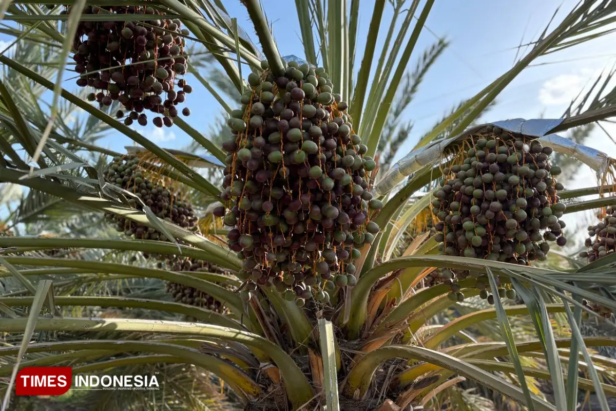 Perkebunan Kurma Castle Farm, Mengenal Kurma Ajwa: Buah Favorit Nabi yang Punya Banyak Manfaat