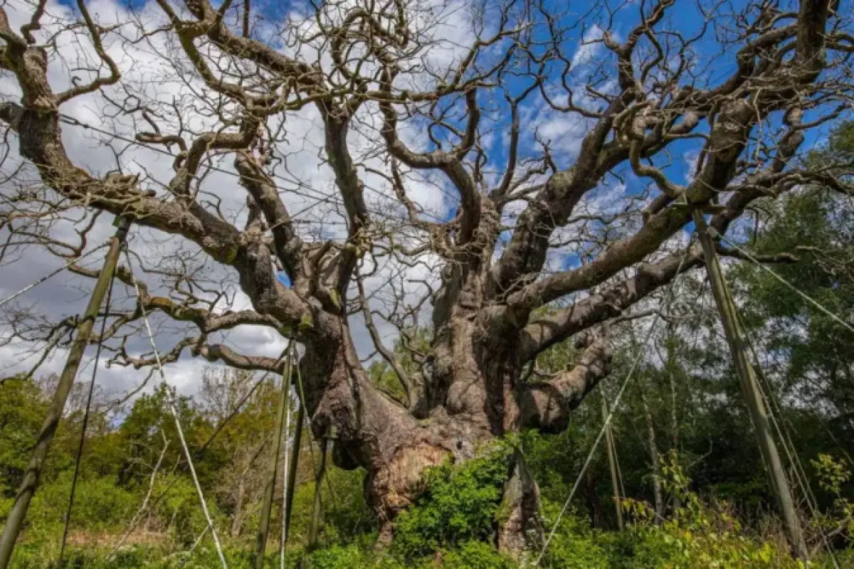 Pohon Legendaris Robin Hood di Hutan Sherwood Dilaporkan Mati setelah Bertahan Lebih dari 1.000 Tahun