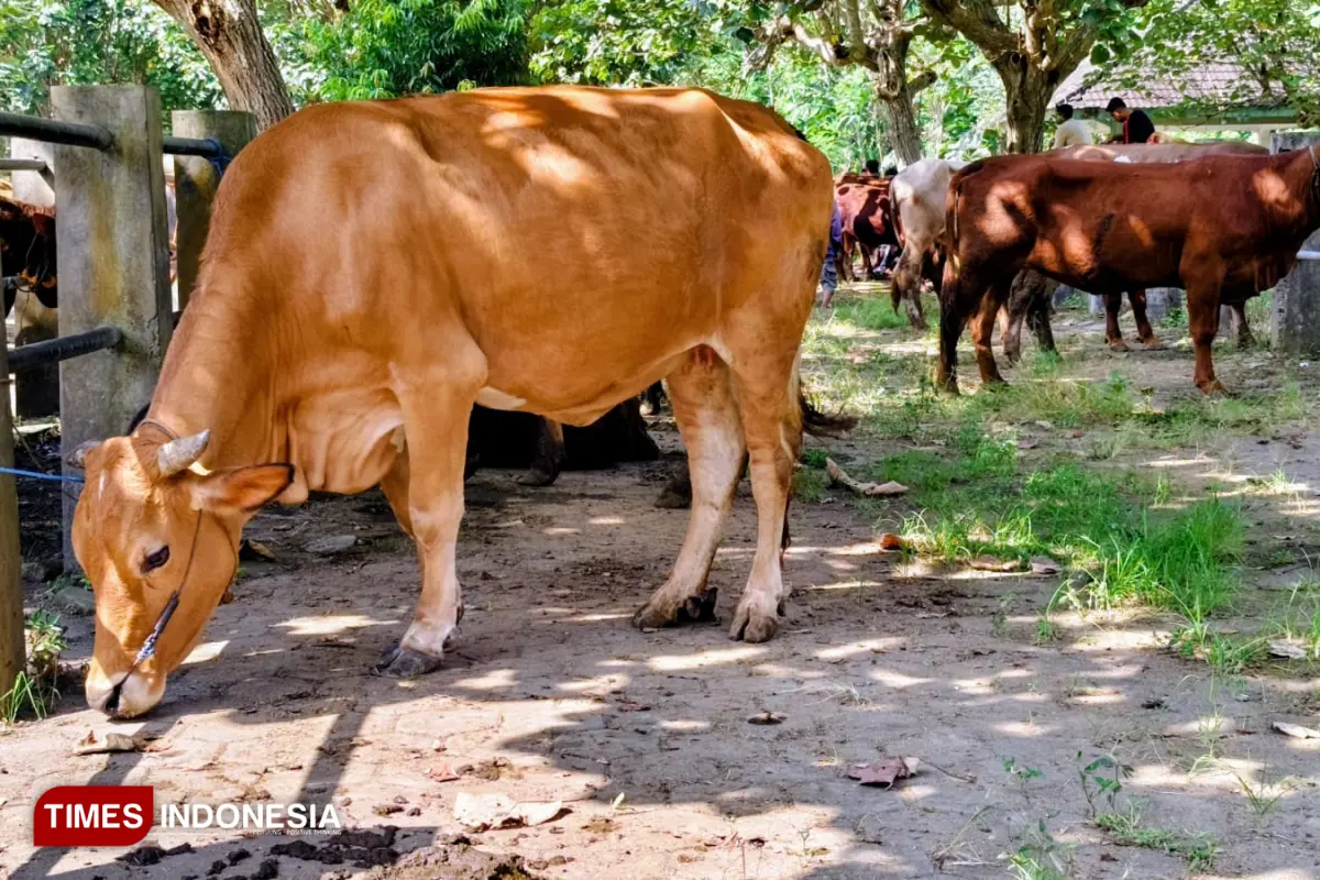Kerugian Tembus Rp66 Juta, Antraks di Pacitan Diduga Masuk Lewat Perdagangan Ternak Perbatasan