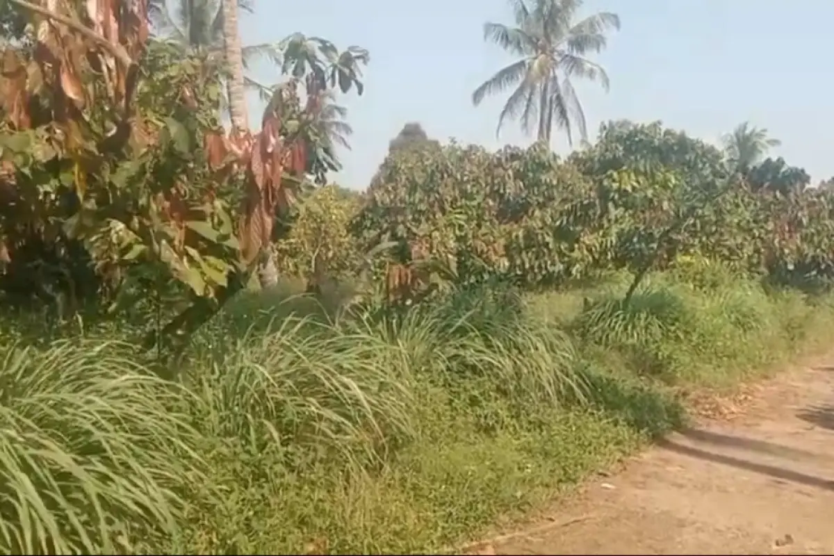 Nestapa Buruh Perkebunan di Cianjur, Berbulan-bulan Bekerja Tanpa Digaji