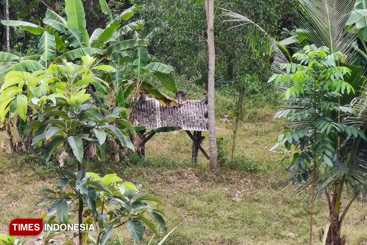 Karet Ular hingga Pita Reflektor Gagal, Serangan Monyet Ekor Panjang di Pacitan Kian Tak Terkendali