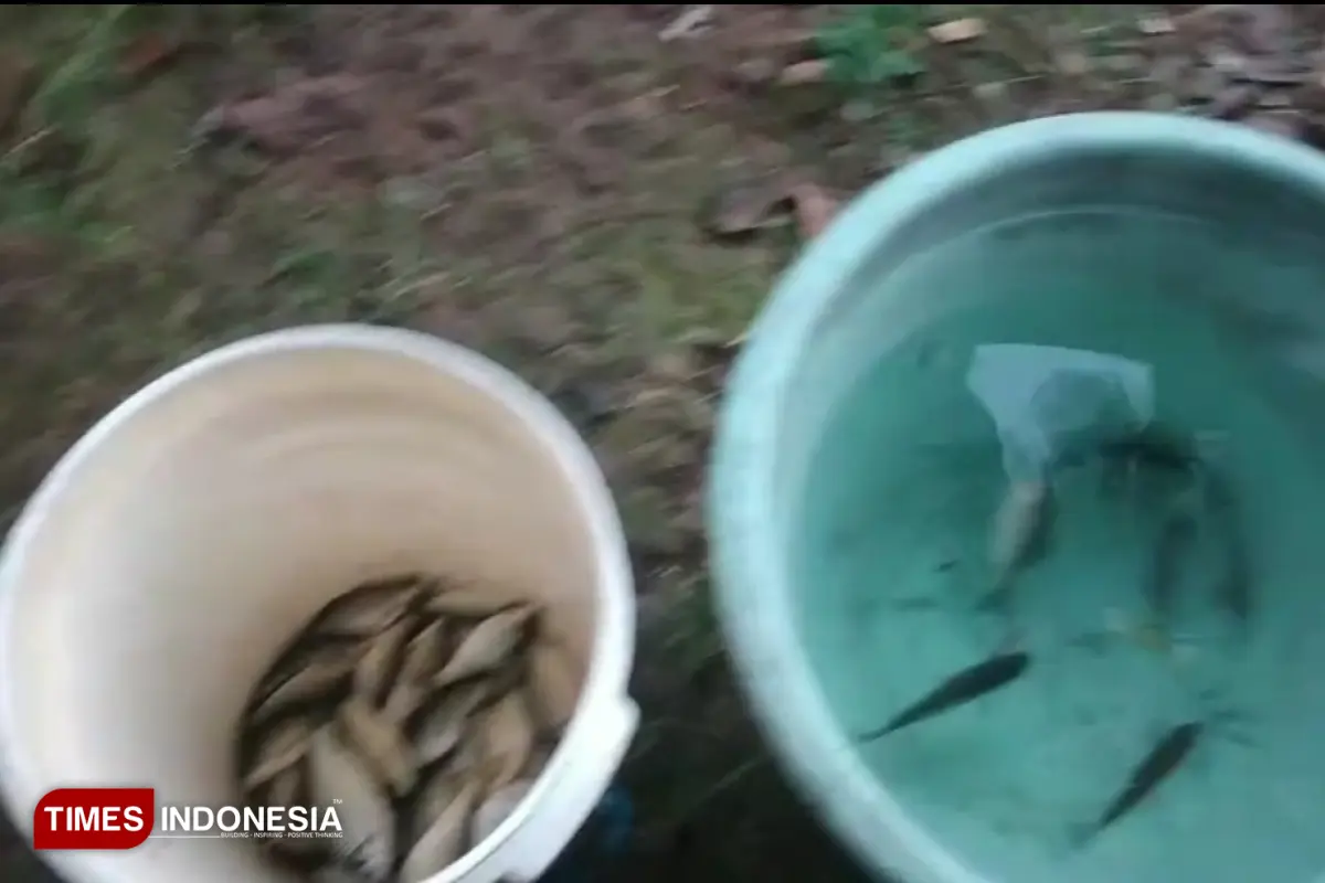 Sejumlah ikan